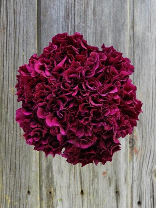 MONSENOR  PURPLE CARNATIONS